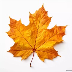Autumn leaves on isolated white background