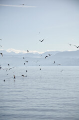 birds flying high at the zürich lake