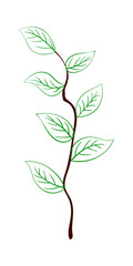 Branch Of Tree