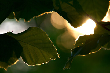 The light shines through leaf formation  in springtime