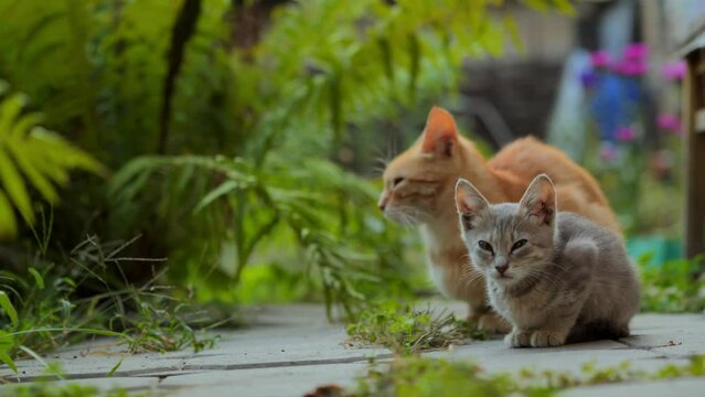 Portrait of a cat family sitting on the ground waiting for food watching a camera