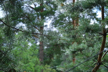 Raindrops on tree branches. Summer cloudy day, after the rain there were small balls of water on...
