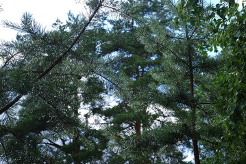 Raindrops on tree branches. Summer cloudy day, after the rain there were small balls of water on the branches and green needles of the pine tree. Drops hang on thin, long, straight tree needles.