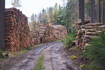 Large piles of spruce tree logs in the storage area along the forest road in the wood in Czech republic. Stored and waiting to be transported to sawmill as a sustainable and renewable biomass resource