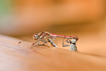 A mating pair of dragonfly Sympetrum striolatum aka common darter. Isolated on blurred background....