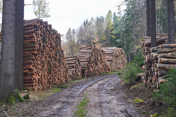 Piles of wood logs in the forest after the harvest along the country road in the autumn stacked and...
