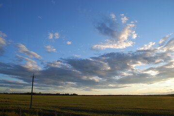 Obraz premium Evening sunset over the field. A wide field is sown with corn or cereals. There is a forest beyond the field. From above there is a blue sky with white-gray clouds. The sun dropped low to the horizon.