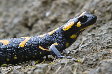 Salamandra salamandra aka fire salamander in his habitat in early autumn. Walking on the muddy road. Czech republic nature.