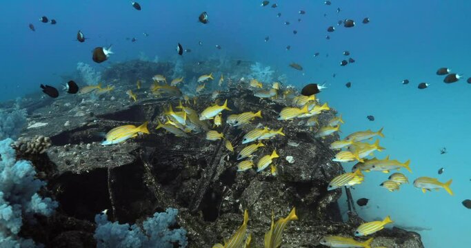 Slow motion shot of Yellowtail snappers and blackfishes above a wreck.