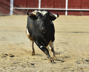 un toro español con grandes cuernos en españa