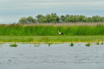A white stork (Ciconia ciconia), rattle stork standing in the Danube Delta Biosphere Reserve, Delta...