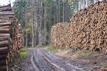 Piles of wood logs in the forest after the harvest along the country road in the autumn stacked and prepared to be transported to lumbermill. Resource of natural and renewable material or energy.