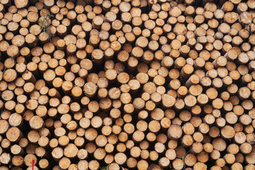 Background from freshly harwested spruce tree wood logs stacked on each other in pile close up...