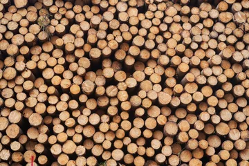 Tuinposter Background from freshly harwested spruce tree wood logs stacked on each other in pile close up picture. to be used as firewood in the winter season. © jdmfoto
