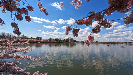 Beautiful Cherry blossoms, blue sky, lake water and clouds, Washington DC, USA