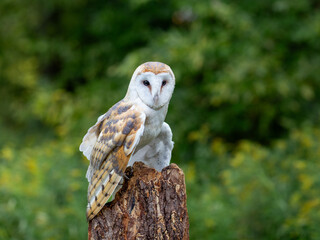 Barn Owl sitting on a tree - 674083687
