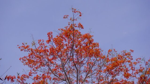 The tree tip of flamboyant flowers looked so beautiful in the blue sky