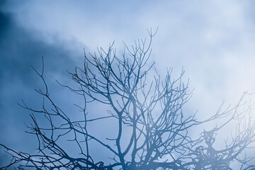 London, UK, 23 September 2023: Double exposure blended with nature, trees form, creative art of beauty and tranquility, abstract

