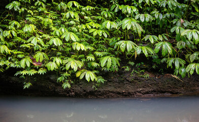 Verdant tranquility by the water's edge, as vibrant green leaves bedeck the rich, dark soil of a serene rainforest stream