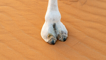 Closeup view of a large white camel foot or toe with large nails standing on sand