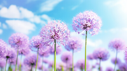 Closeup of colorful blooming allium flowers in front of cloudy blue sky