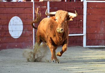 un toro español con grandes cuernos en españa