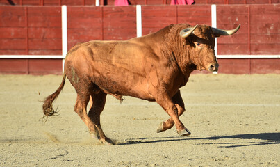 un toro bravo  español con grandes cuernos en un espectaculo taurino en españa