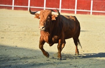 un toro español con grandes cuernos en españa
