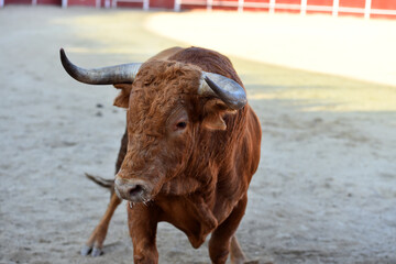 un toro español con grandes cuernos en españa