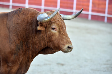 spanish big bull with big horns in spain