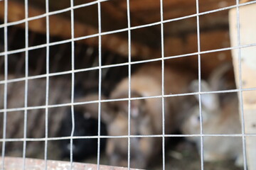Raising rabbits at home in a cage Focus on metal mesh