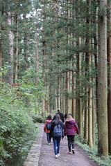 Forêt de Shibu Onsen - japon