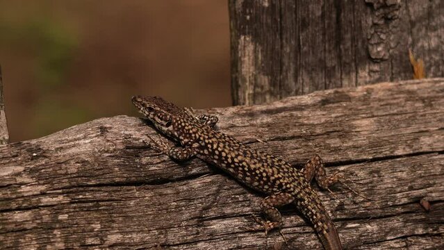 A Podarcis muralis (common wall lizard) resting on a wooden fench