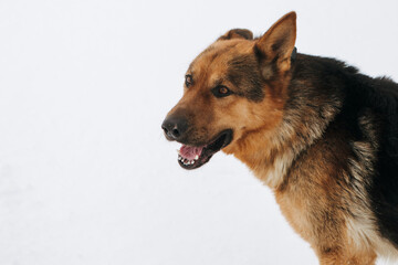 Dog German Shepherd in winter field forest, running playing with snow, training the animal in harsh conditions, wind blowing. Christmas Time, New Year

