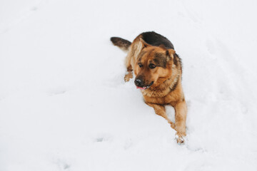 Dog German Shepherd in winter field forest, running playing with snow, training the animal in harsh conditions, wind blowing. Christmas Time, New Year

