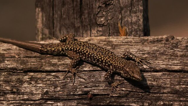 A Podarcis muralis (common wall lizard) resting on a wooden fench