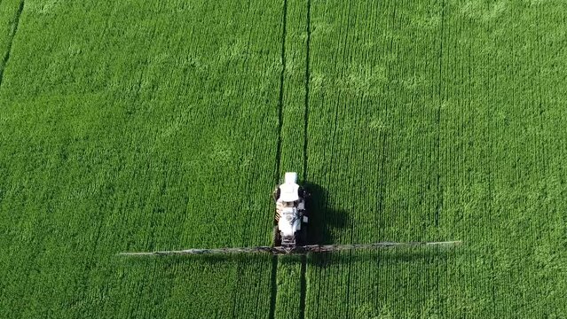 Aplica&ccedil;&atilde;o de defensivo com pulverizador em lavoura de trigo com drone