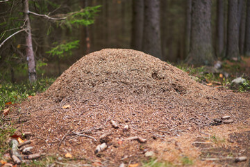 Anthill in the deep forest. Ant colony of Formica rufa, also known as red wood ant, southern wood...