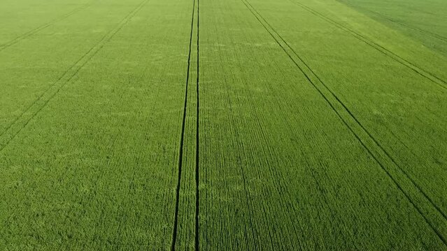Aplica&ccedil;&atilde;o de defensivo com pulverizador em lavoura de trigo com drone