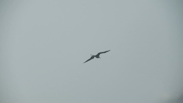 Fregata minor bird flying against blue grey sky and clouds in southern Brazil