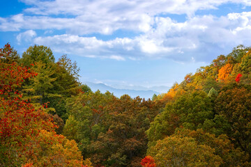 Fototapeta premium Vibrant Autumn Colors Cover the Mountains in North Carolina