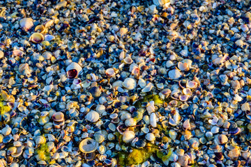 Background of the many sea shells. Natural pattern