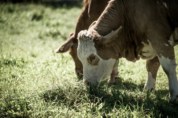 Naklejka na ściany i meble grazing swiss milk cows on a grass field with view to the alps