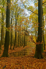Buchenwald, K&ouml;nigsstuhl, R&uuml;gen