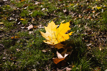 Autumn leaves on the grass