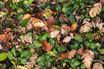 Autumn leaves on the ground