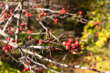 Red hawthorn berries on branches