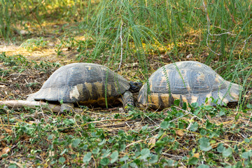 Two fighting males of the marginated tortoise (Testudo marginata) - tortoise in Greece
