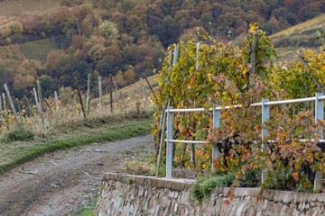 vineyards in autumn in the Ahr valley