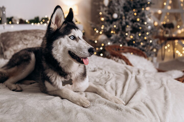 Purebred black and white siberian husky lying on bed, Christmas Tree New Year decorations toys balls decorated interior holiday vacation atmosphere gifts presents garlands
